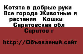 Котята в добрые руки - Все города Животные и растения » Кошки   . Саратовская обл.,Саратов г.